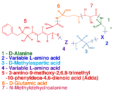 |A diagram of microcystin-LR|